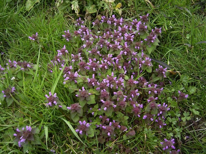 Red Dead Nettle (Lamium purpureum)