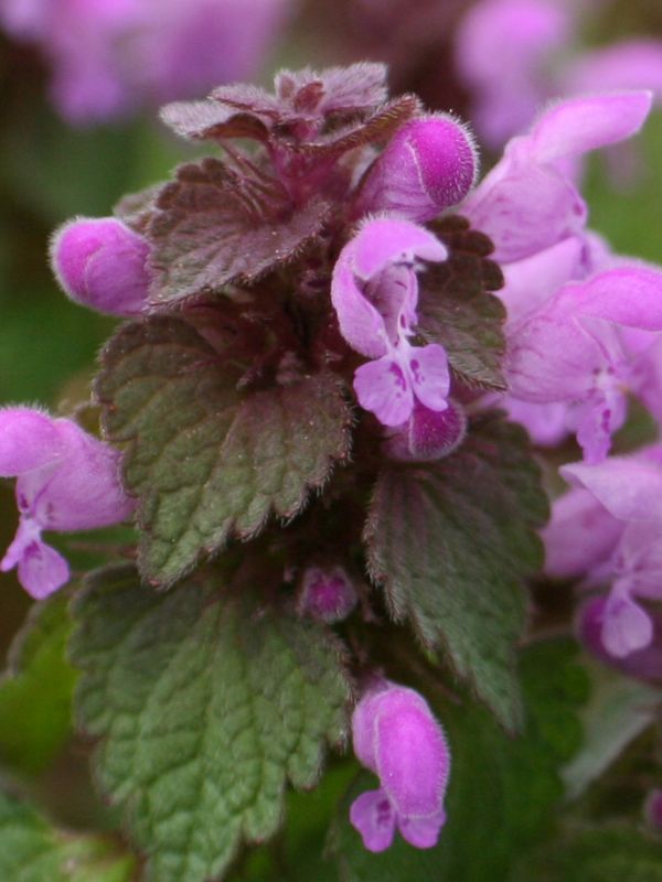 Red Dead Nettle (Lamium purpureum)