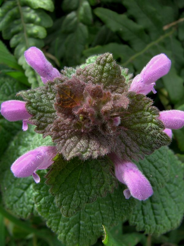 Red Dead Nettle (Lamium purpureum)