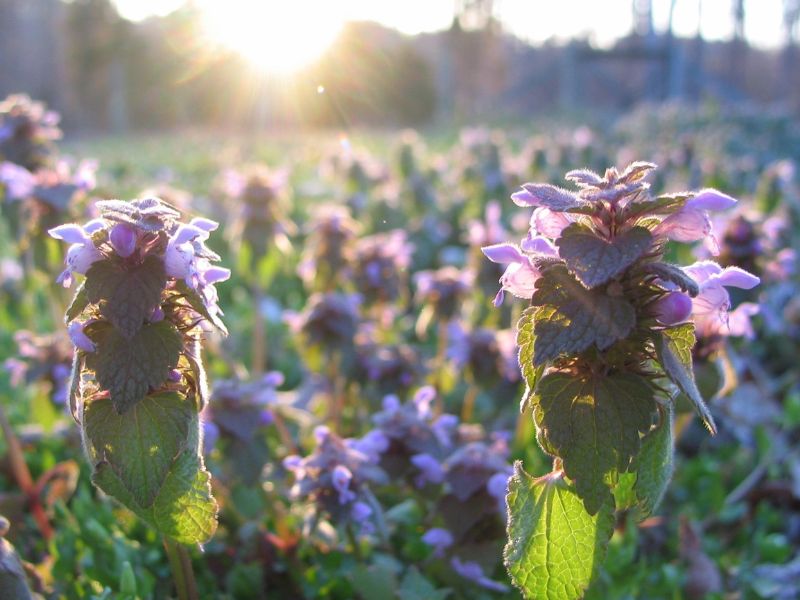 Red Dead Nettle (Lamium purpureum)