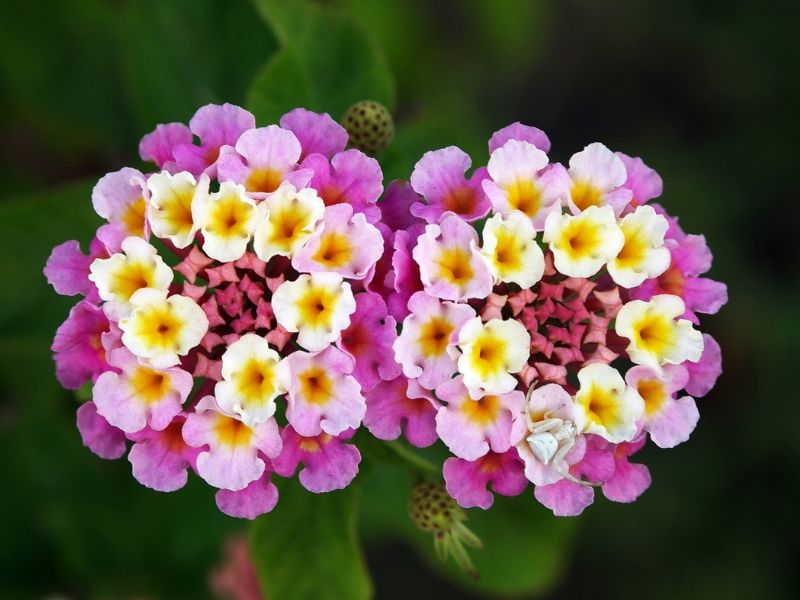 Common Lantana (Lantana camara)