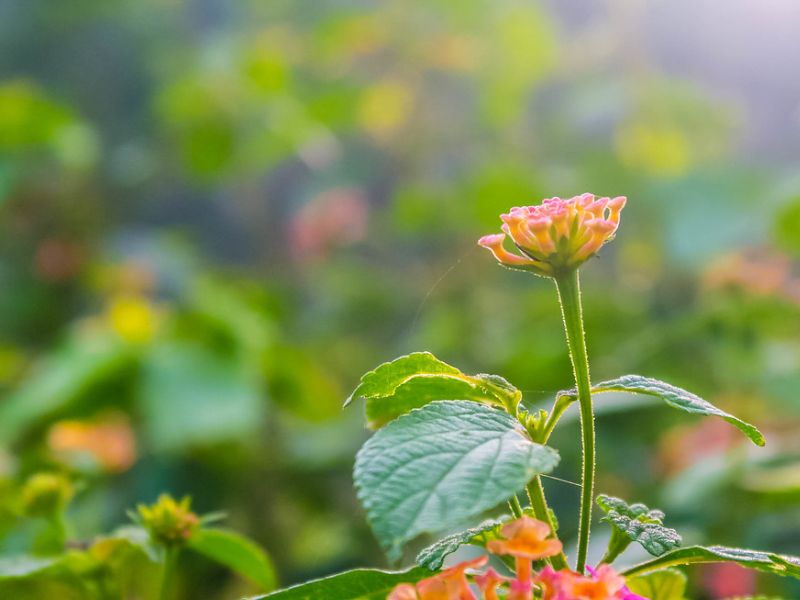 Common Lantana (Lantana camara)