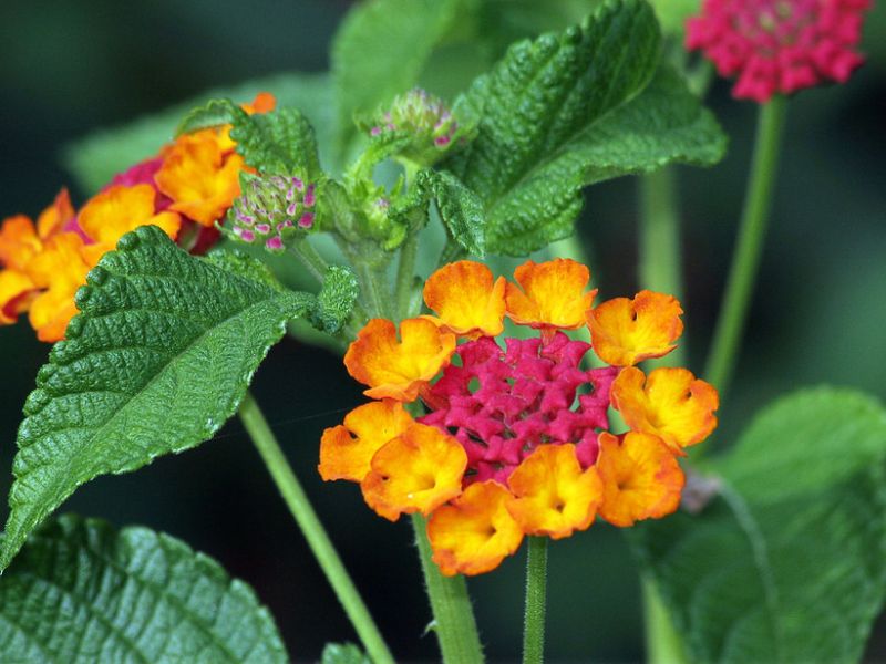 Common Lantana (Lantana camara)