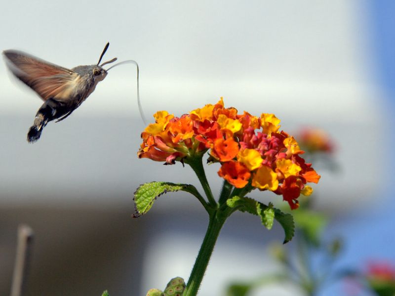 Common Lantana (Lantana camara)