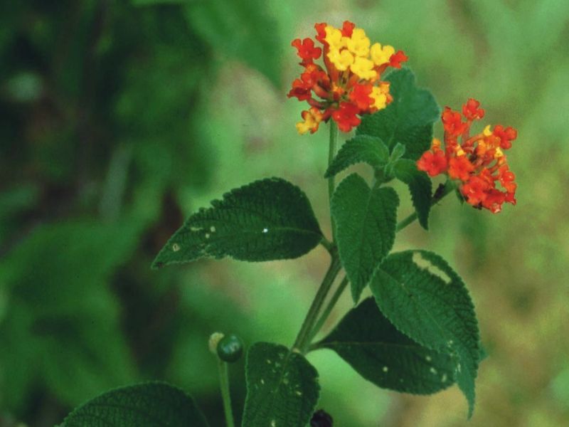 Common Lantana (Lantana camara)