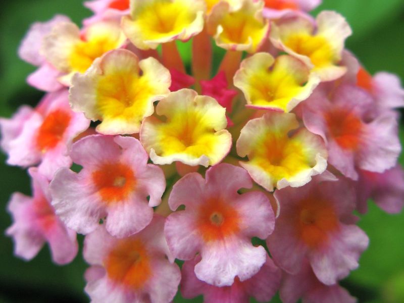 Common Lantana (Lantana camara)