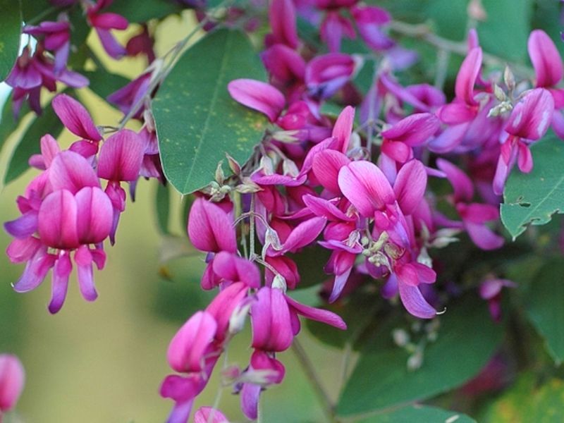 Bicolor Lespedeza (Lespedeza bicolor)