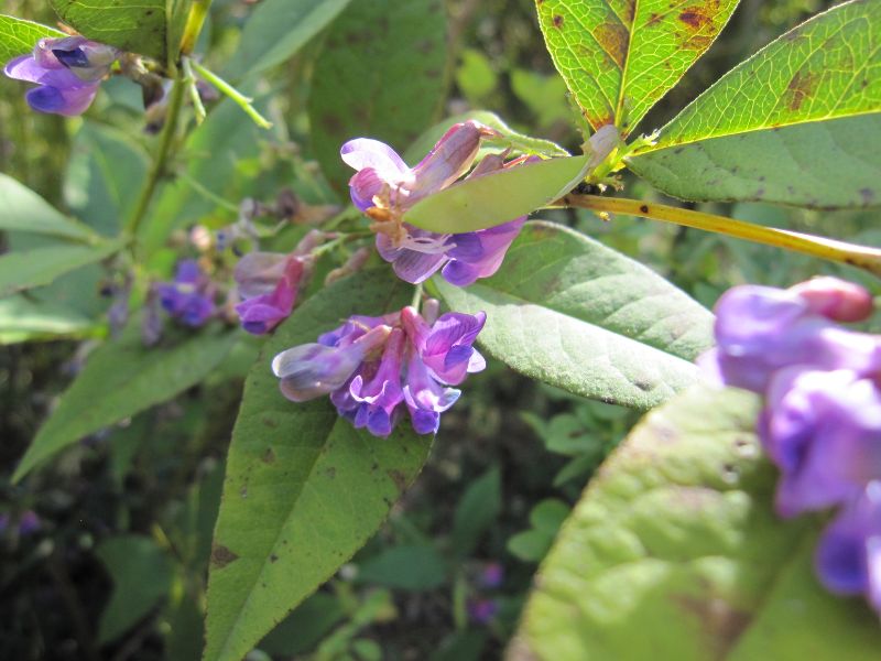 Bicolor Lespedeza (Lespedeza bicolor)