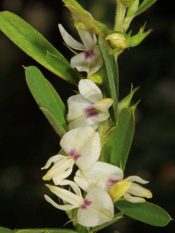 Bicolor Lespedeza (Lespedeza bicolor)