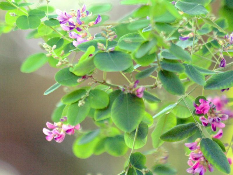 Bicolor Lespedeza (Lespedeza bicolor)