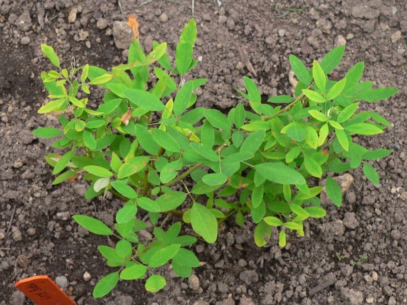 Bicolor Lespedeza (Lespedeza bicolor)