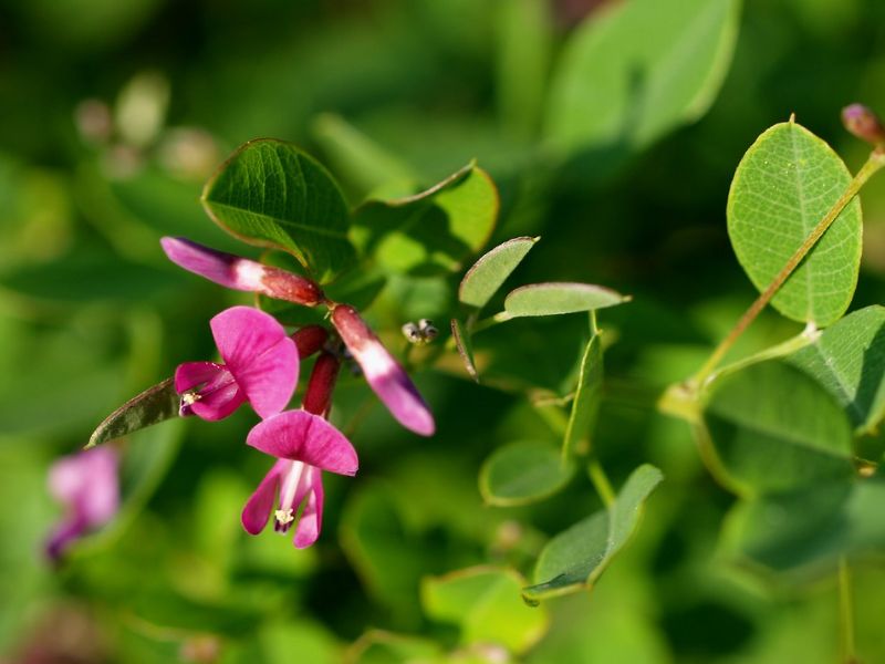 Bicolor Lespedeza (Lespedeza bicolor)