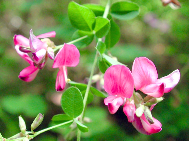 Bicolor Lespedeza (Lespedeza bicolor)