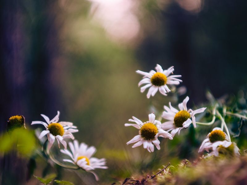 Oxeye Daisy (Leucanthemum vulgare)