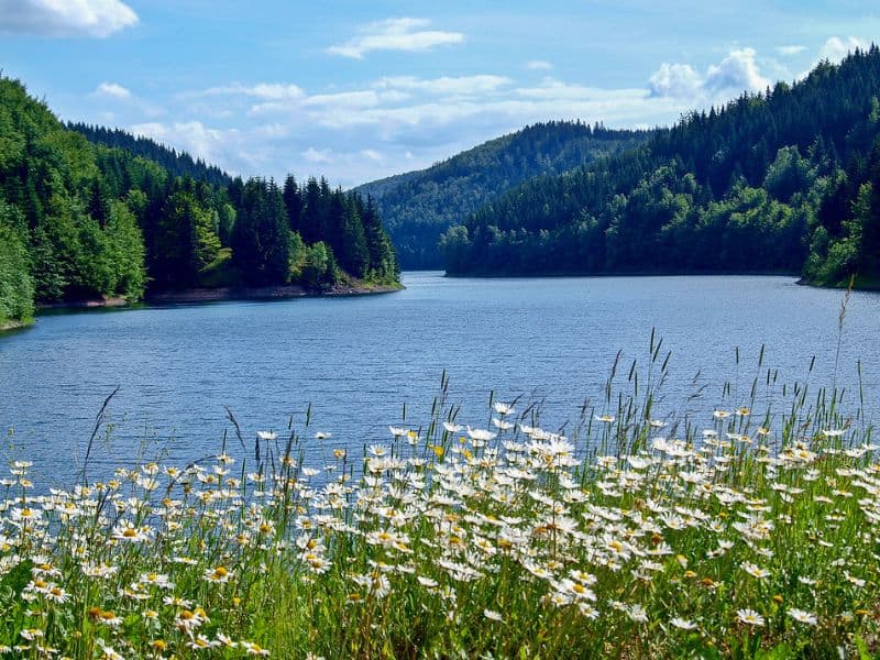 Oxeye Daisy (Leucanthemum vulgare)