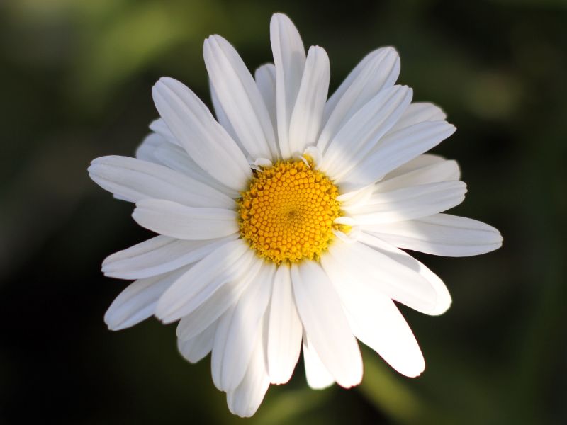 Oxeye Daisy (Leucanthemum vulgare)