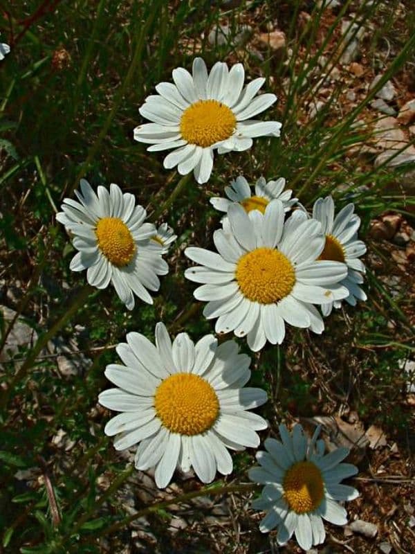 Oxeye Daisy (Leucanthemum vulgare)