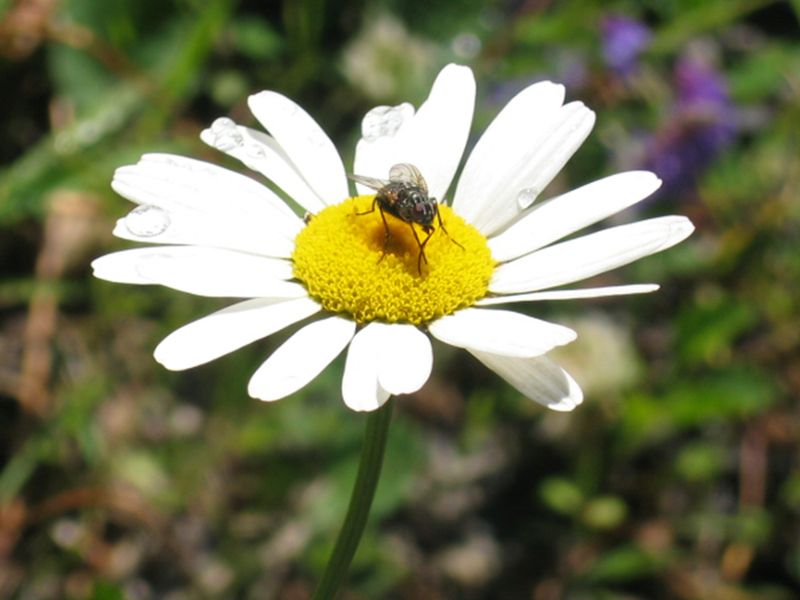 Oxeye Daisy (Leucanthemum vulgare)