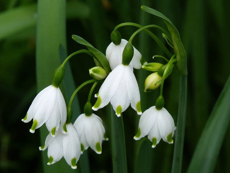 Summer Snowflake (Leucojum aestivum)