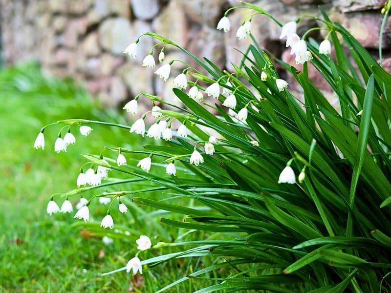 Summer Snowflake (Leucojum aestivum)