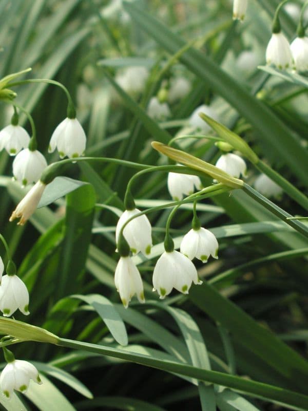 Summer Snowflake (Leucojum aestivum)