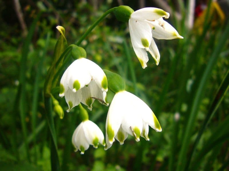 Summer Snowflake (Leucojum aestivum)