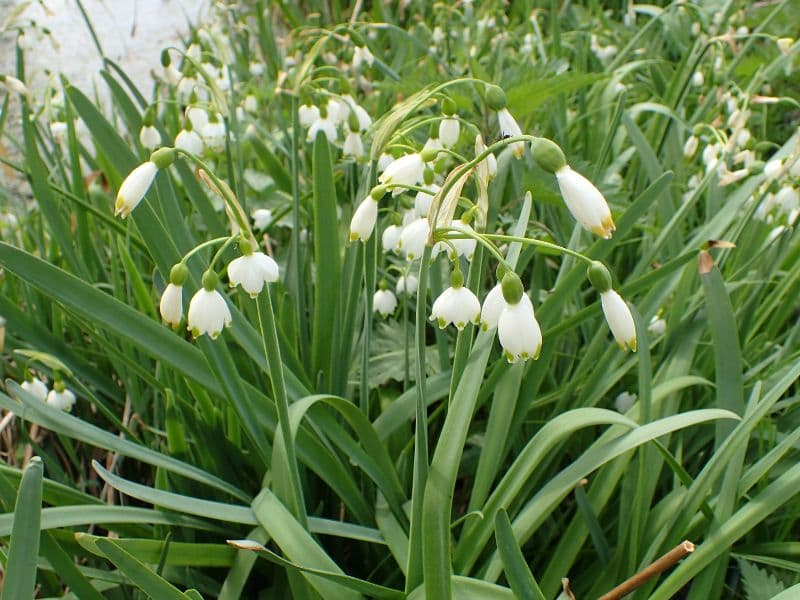 Summer Snowflake (Leucojum aestivum)