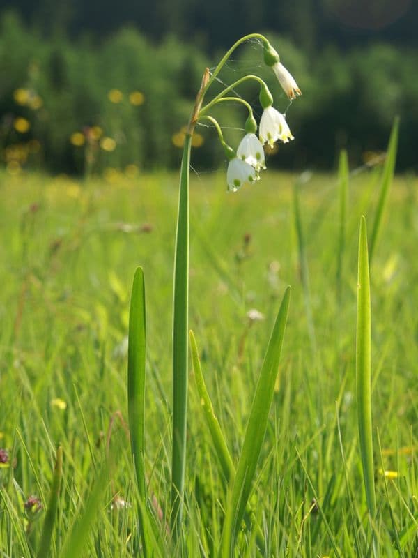 Summer Snowflake (Leucojum aestivum)