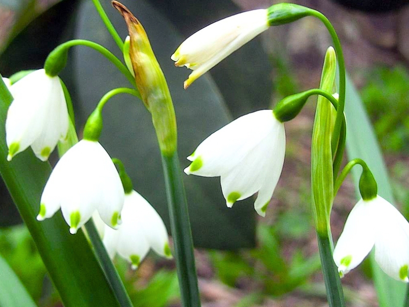 Summer Snowflake (Leucojum aestivum)