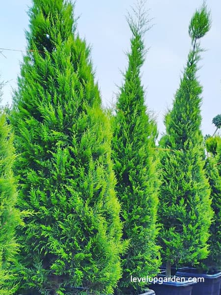Leyland Cypress Tree (x Hesperotropsis leylandii) Information
