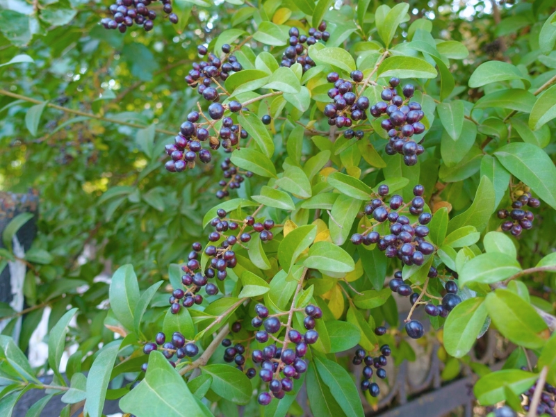 Common Privet (Ligustrum vulgare)