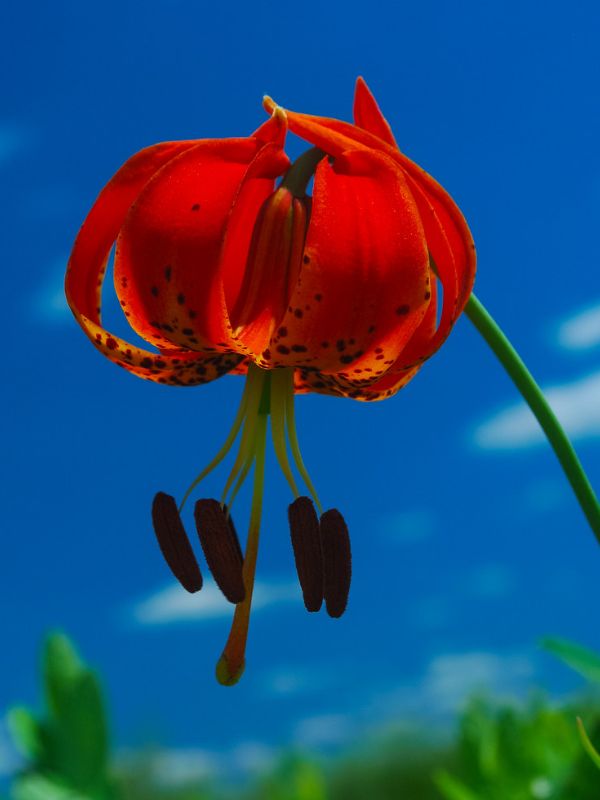 Wood Lily (Lilium philadelphicum)