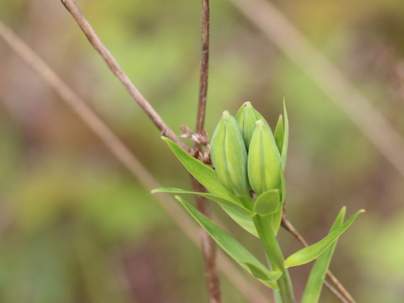 Wood Lily (Lilium philadelphicum)
