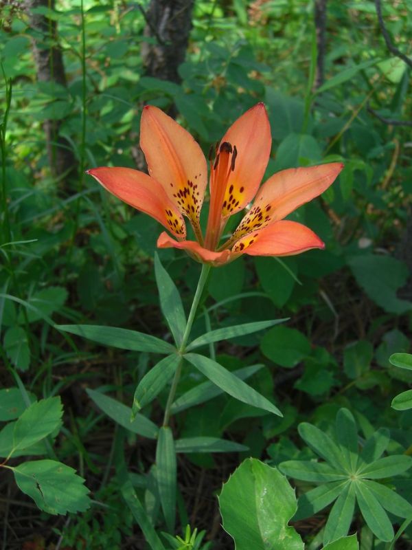 Wood Lily (Lilium philadelphicum)