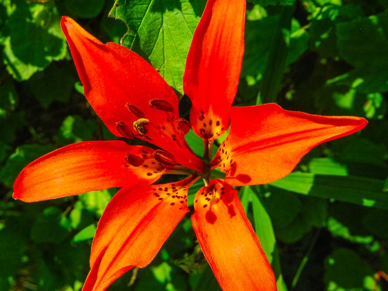 Wood Lily (Lilium philadelphicum)