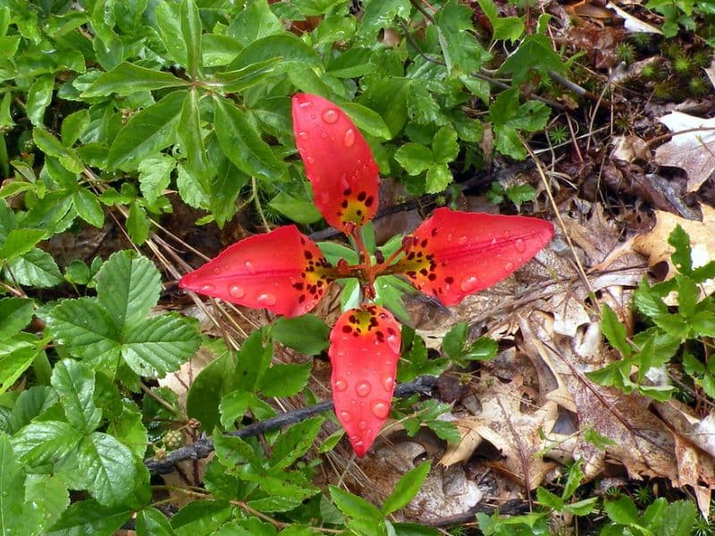 Wood Lily (Lilium philadelphicum)