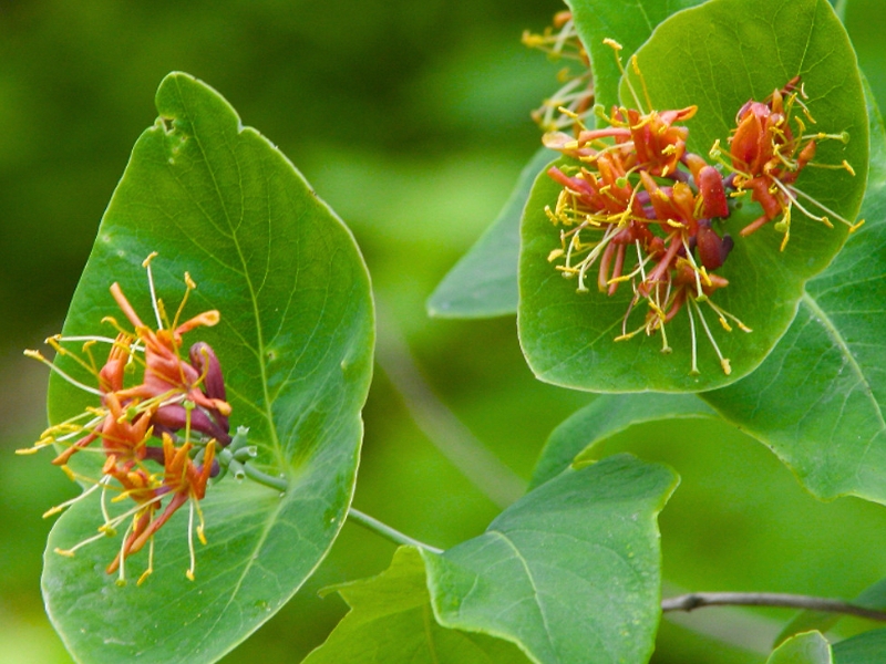 Limber Honeysuckle (Lonicera dioica)