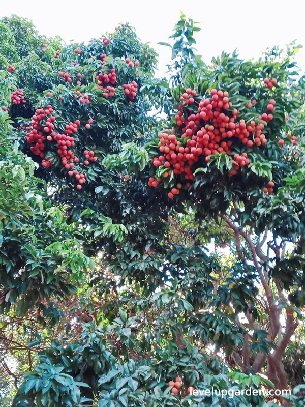 Lychee Tree (Litchi chinensis)