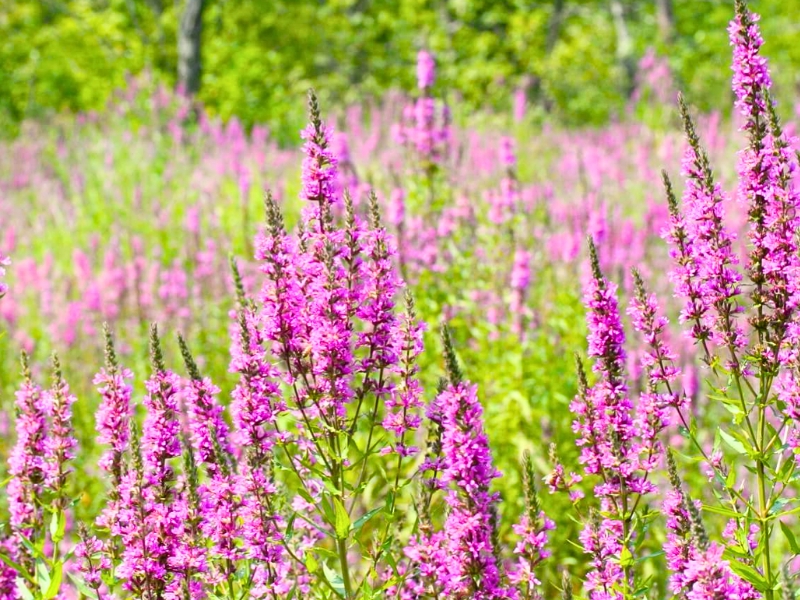 Purple Loosestrife (Lythrum salicaria)