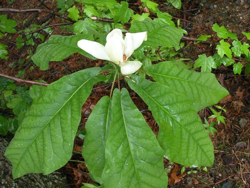 Bigleaf Magnolia (Magnolia macrophylla)