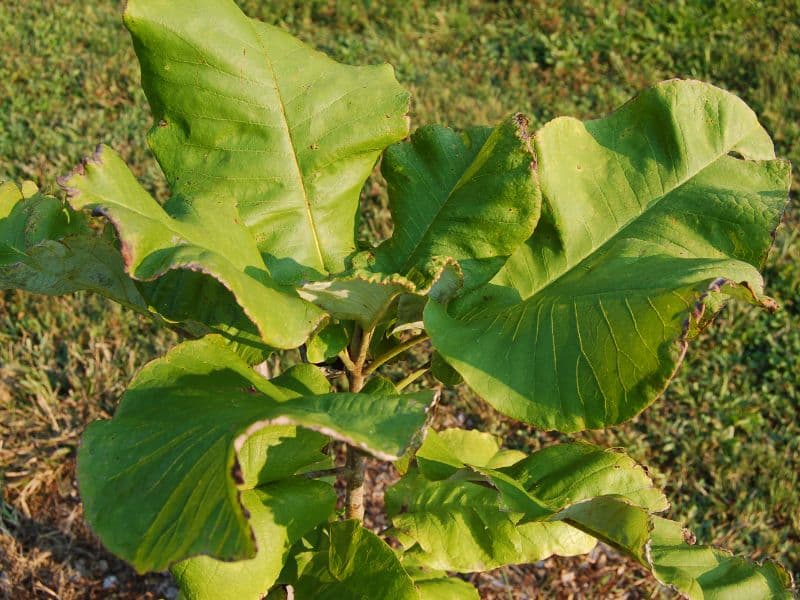 Bigleaf Magnolia (Magnolia macrophylla)