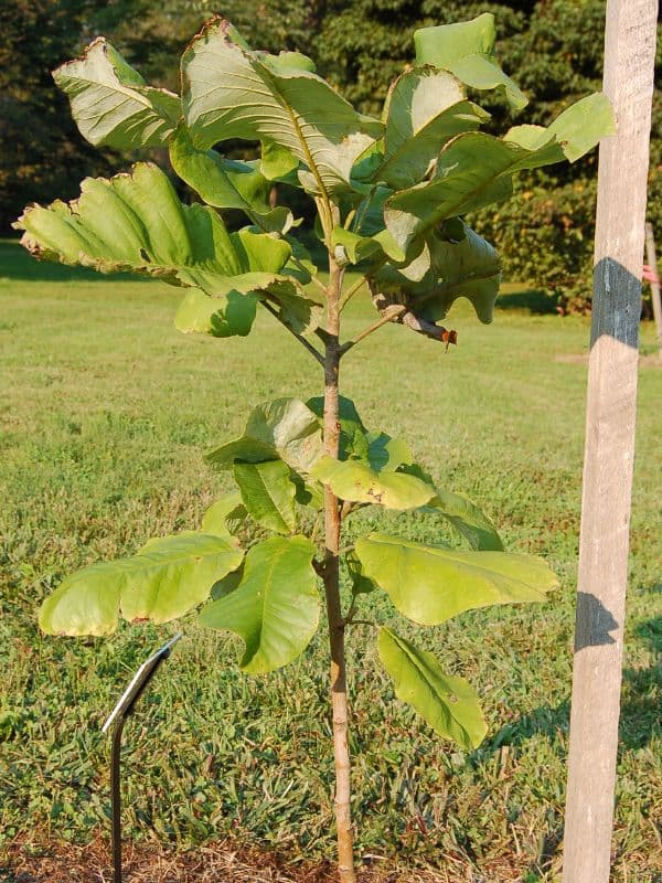 Bigleaf Magnolia (Magnolia macrophylla)