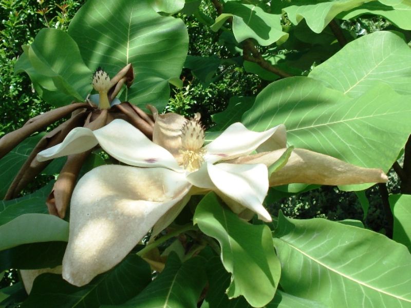 Bigleaf Magnolia (Magnolia macrophylla)