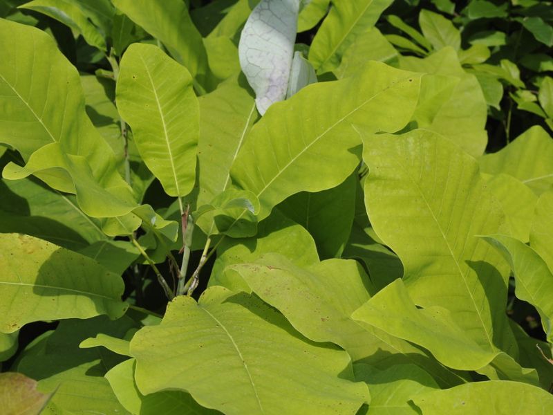 Bigleaf Magnolia (Magnolia macrophylla)