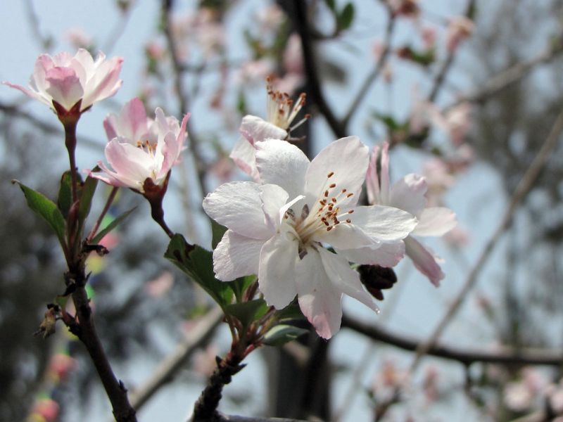 Hall Crabapple (Malus halliana)