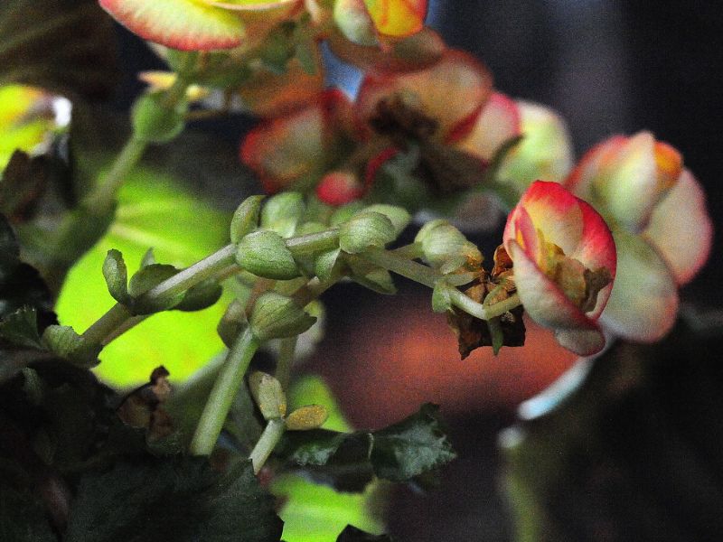 Hall Crabapple (Malus halliana)