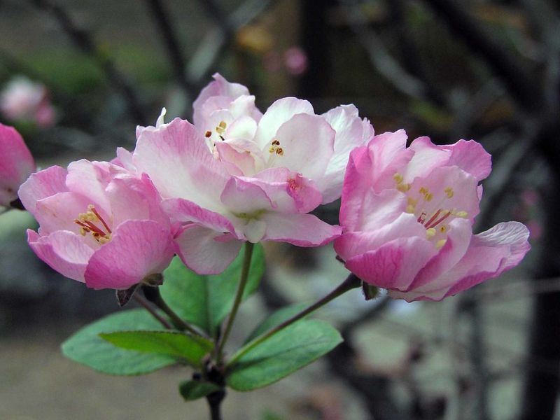 Hall Crabapple (Malus halliana)