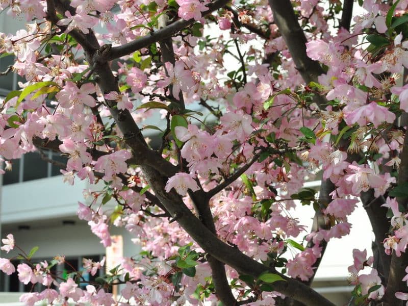 Hall Crabapple (Malus halliana)