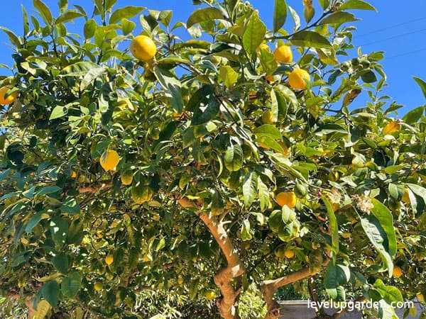 Meyer Lemon (Citrus x limon 'Meyer') Information