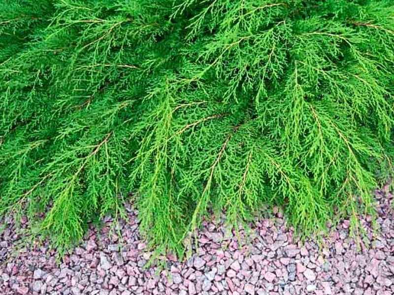 Russian Arborvitae (Microbiota decussata)